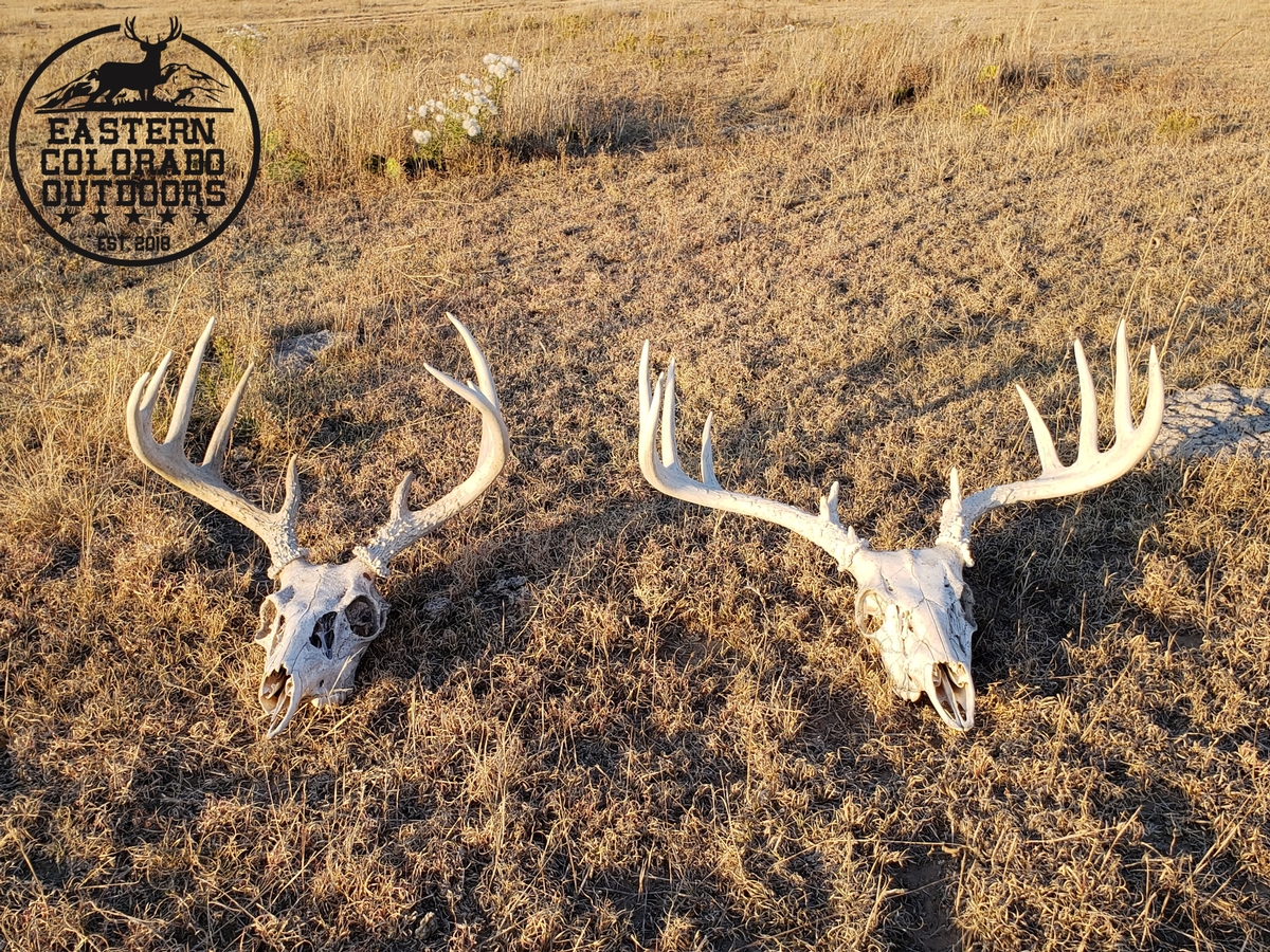 Page 2/2 - Eastern Colorado Outdoors Mule Deer Photo Gallery