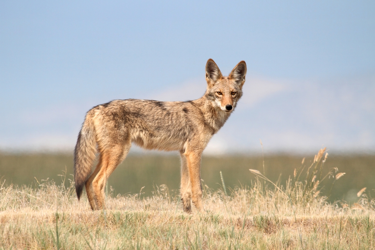 Predator Hunt Dates: 
